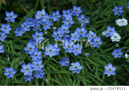 花韮 ハナニラ 蕾 植物の写真素材 Pixta