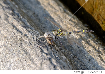 蜻蛉 トンボ とんぼ ヤゴ 脱皮 オニヤンマの写真素材
