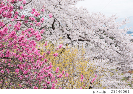高画質 桜 さくら 写真の写真素材