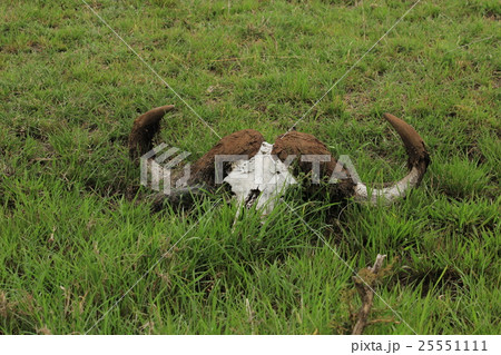陸生動物 砂漠 骨の写真素材