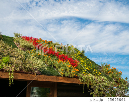 草屋根 屋根 建物 植物の写真素材