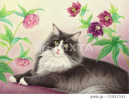 猫 ノルウェージャン フォレスト キャット 色鉛筆画 可愛いのイラスト素材