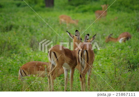 草食動物 インパラ 緑色 草原の写真素材