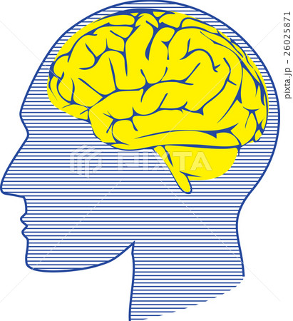 脳の断面図のイラスト素材
