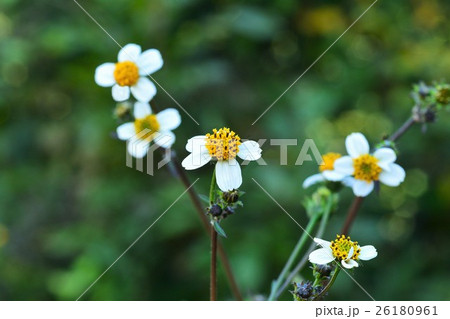 白花栴檀草の写真素材