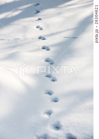 テン 動物 足跡 雪の写真素材