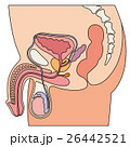 陰茎のイラスト素材