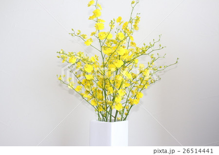 オンシジューム 花瓶 ラン 花の写真素材