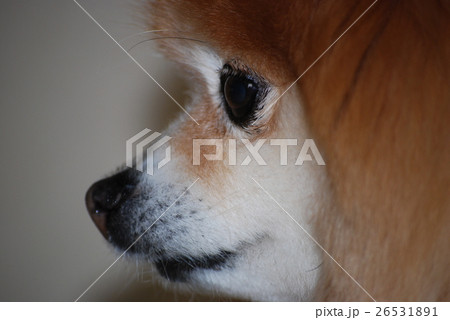 ポメラニアン メス 横顔の写真素材