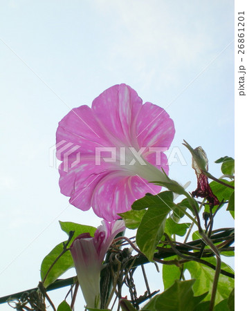 モーニンググローリー アサガオ 朝顔 花の写真素材