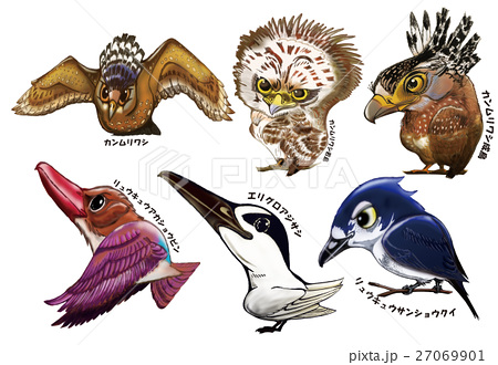 石垣島 西表島 野鳥 鳥イラストのイラスト素材