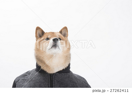 柴犬 洋服 服 着衣の写真素材