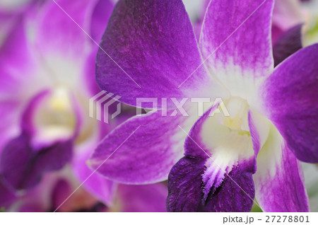 デンファレニューソニアの写真素材