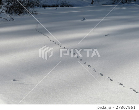 テン 動物 足跡 雪の写真素材