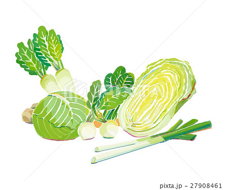 小松菜 葉野菜 葉っぱ 野菜のイラスト素材