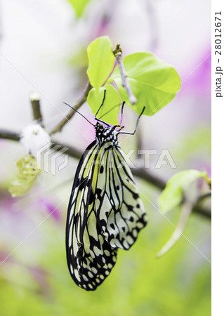 オオゴマダラ マダラチョウ 蝶 羽化の写真素材