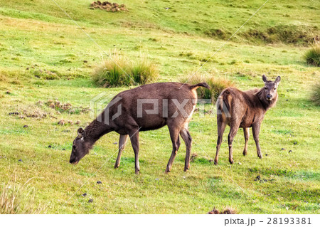 動物 シカ 鹿 サンバーの写真素材