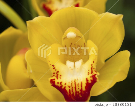 花 蘭 オーキッド シンビジウムの写真素材