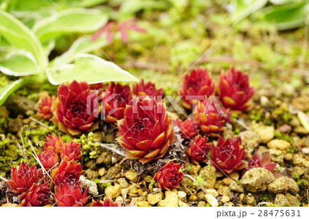 センペルヴィウムの写真素材 センペルヴィウムの写真素材