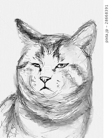 猫 イラスト スケッチ ペン画のイラスト素材