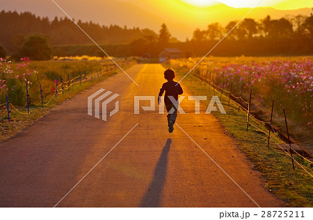 人物 夕焼け コスモス畑 後姿の写真素材