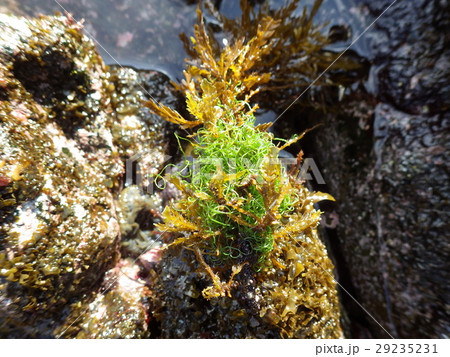 ホソジュズモ 海草 海藻 隠岐の写真素材 - PIXTA