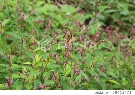 あかまんま 植物 赤色 草の写真素材