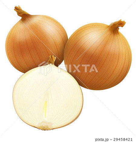 野菜 玉ねぎ 切り口 リアルのイラスト素材