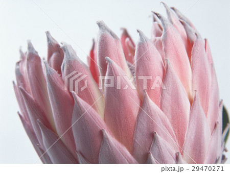 キングプロテアの花の写真素材