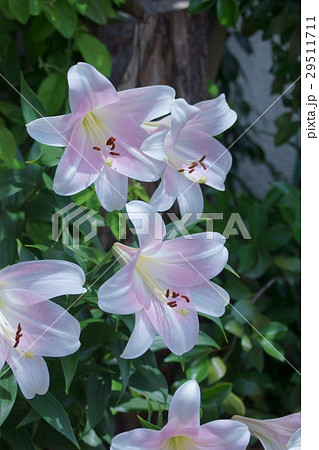 透百合 スカシユリ 花言葉は 神秘的な美 の写真素材 29511711 Pixta