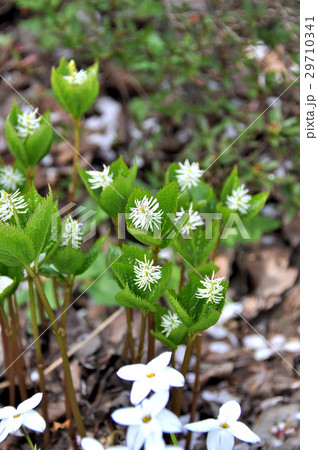 一人静 花 野草 山野草の写真素材