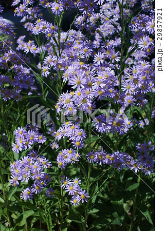 紫苑 シオン 花言葉は 君を忘れない の写真素材