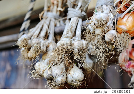 ニンニク 天日干し 吊るす 食べ物の写真素材