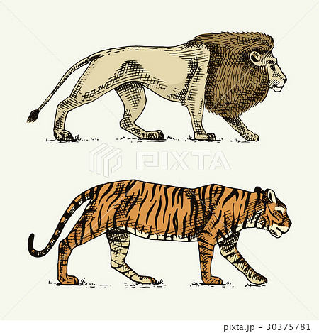 タイガー トラ 虎 ライオンのイラスト素材