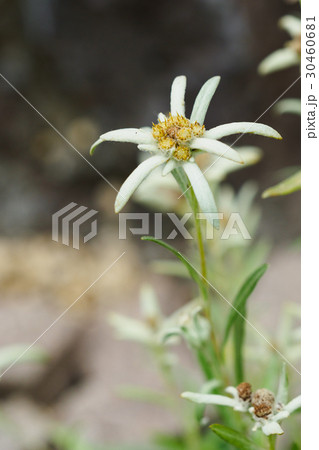 エーデルワイス 花の写真素材