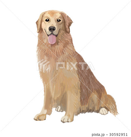 ゴールデンレトリバー 犬 大型犬 お座りのイラスト素材