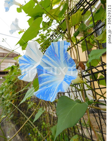 モーニンググローリー アサガオ 朝顔 花の写真素材