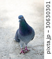 正面を向いて目を閉じている鳩の写真素材