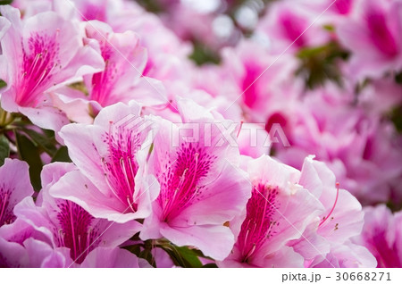 つつじ アゼリア 5月イメ ジ 春の花の写真素材