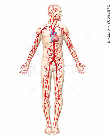 人体 動脈 血管 解剖図のイラスト素材