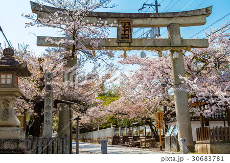 向日神社 神社 桜 春の写真素材