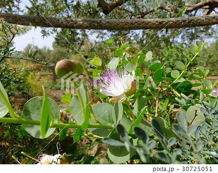 ケッパーの花 その２の写真素材