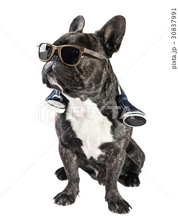 犬 サングラス ペット ブラックの写真素材
