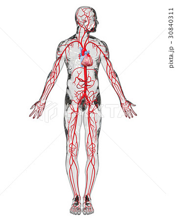 人体 動脈 血管 解剖図のイラスト素材 Pixta