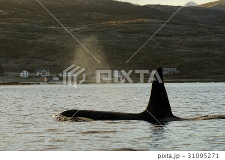 シャチ 鯨類 ノルウェー 潮ふきの写真素材