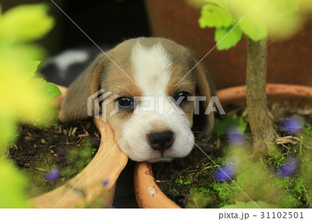 ビーグル犬 かわいい 可愛い キュートの写真素材