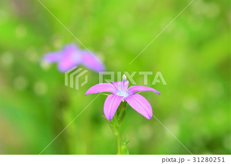 野に咲く草花 | くらしの良品研究所 | 無印良品