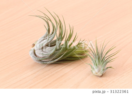 チランジア イオナンタ コルビー 植物の写真素材