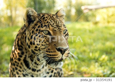 ジャガー 屋外 動物 顔の写真素材