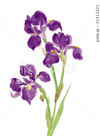 あやめ 菖蒲 花 水彩画のイラスト素材